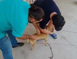 Ortaca’da Kedi ve Köpeklere Kuduz Aşısı Yapıldı