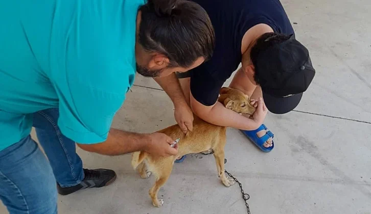 Ortaca’da Kedi ve Köpeklere Kuduz Aşısı Yapıldı