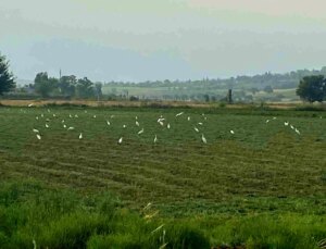 Osmaniye’de Göçmen Kuşlar Çiftçilere Destek Oluyor