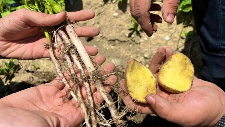 Patates Üzerindeki Siyah Noktalara Dikkat! Meğerse İçini Tam Kaplıyormuş