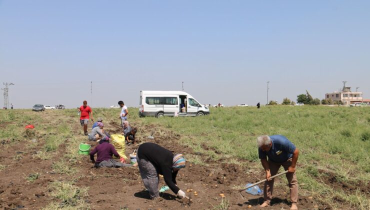 Pazarda, Markette 15 TL’ye Satılan Patatesi Ücretsiz Dağıttı! Duyanlar Akın Etti