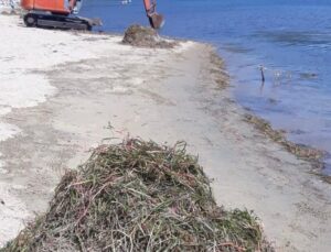 Plajları Temizlerken Koruma Altındaki Deniz Çayırlarını da Kestiler: Valilik İnceleme Başlattı