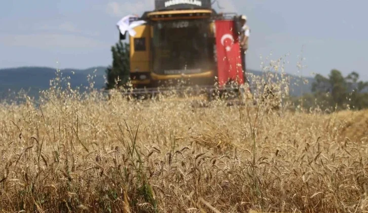 Ayten Abla Buğdayı İlk Kez Hasatta