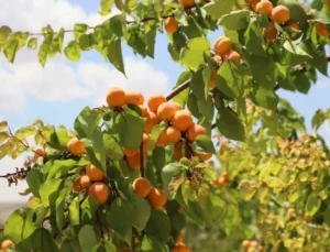 Rekolte Arttı, Altın Sarısında Hasat Başladı