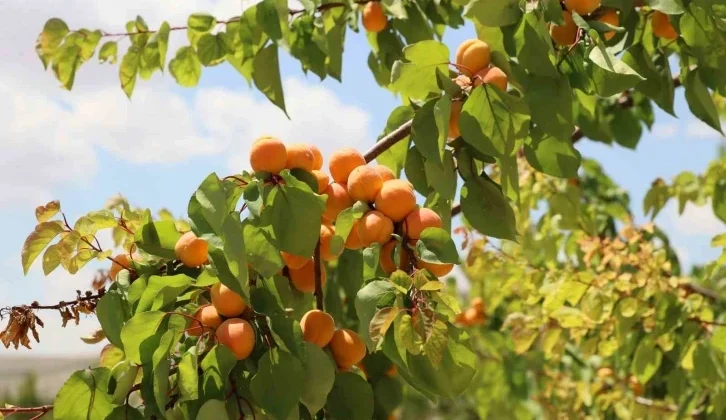 Rekolte Arttı, Altın Sarısında Hasat Başladı