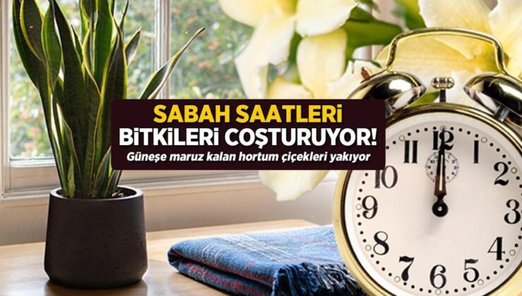 Sabah Saatleri Bitkileri Coşturuyor! Güneşe Maruz Kalan Hortum Çiçekleri Yakıyor