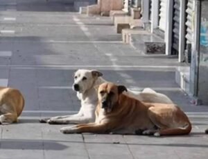 Sahipsiz Hayvanlara Yönelik Kanun Teklifi Yarın Komitede Görüşülecek