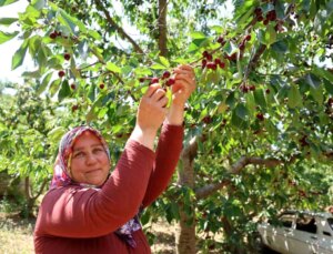 Saimbeyli Kirazı Rusya ve Avrupa’ya İhraç Ediliyor