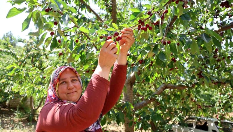 Saimbeyli Kirazı Rusya ve Avrupa’ya İhraç Ediliyor