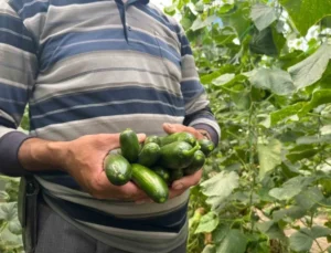 Salatalık ve Kabak Fiyatları Üreticiyi Tatmin Edecek Düzeye Ulaştı