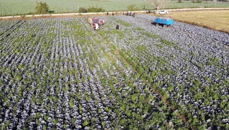 Samsun Türkiye’nin Zerzevat ve Meyve Üretiminde Önde Geliyor