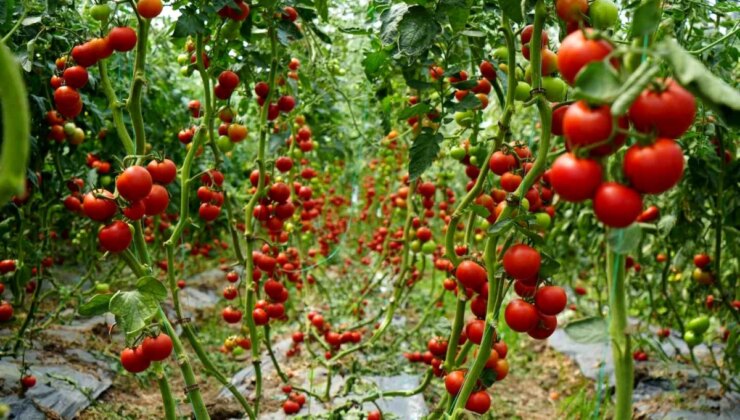 Samsun’da Üretilen Hastalığa ve Virüse Karşı Sağlam Melez Domatesler Üreticileri Memnun Ediyor