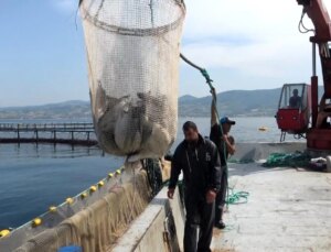 Samsun’dan Hayvansal Ürün İhracatında 62 Milyon Dolar Gelir Elde Edildi