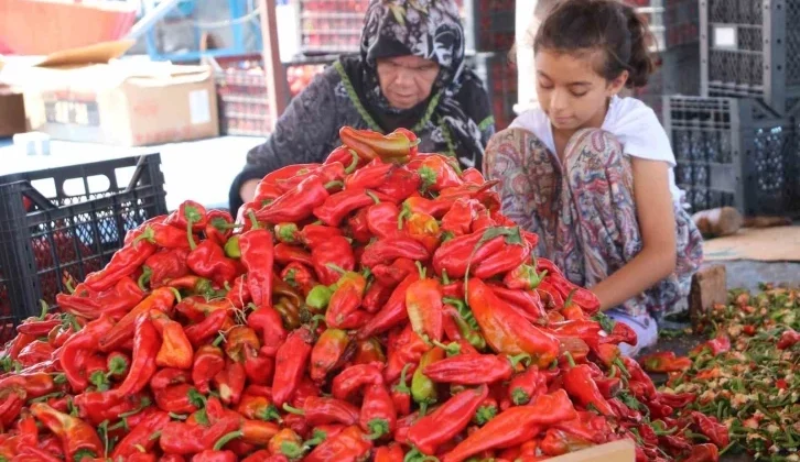 Şanlıurfa’da İsotun Acı Serüveni Başladı