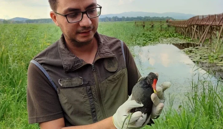 Saz Tavuğunun Boğazında Olta İğnesi Çıkarıldı