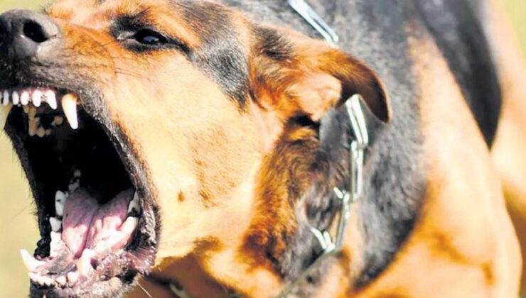 Sıcak Havalar Köpek Saldırılarını Tetikliyor