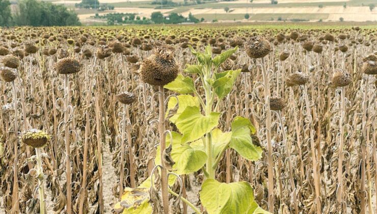 Sıcaklar Ayçiçeği Tarlalarını Vurdu