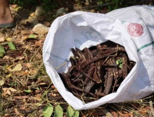 Şifa Deposu Keçiboynuzunda Zorlu Hasat Başladı