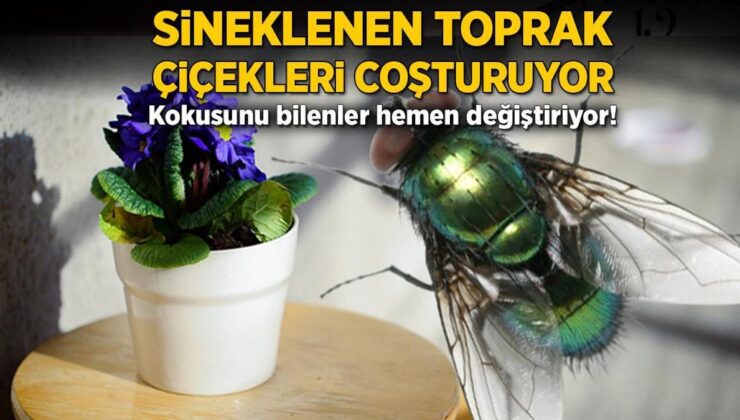 Sineklenen Toprak Çiçekleri Coşturuyor! Kokusunu Bilenler Çabucak Değiştiriyor