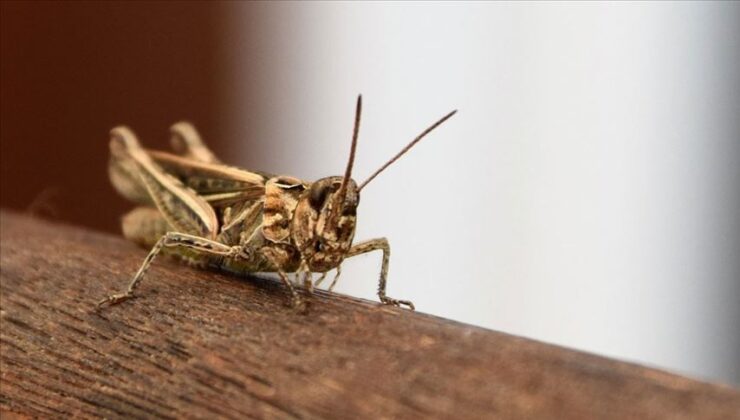 Singapur’da 16 Böcek Tipi Yiyecek Olarak Onaylandı