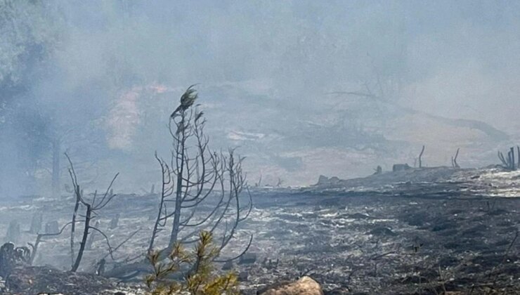 Sinop Boyabat’ta Meydana Gelen Yangında Ağaçlar Zarar Gördü