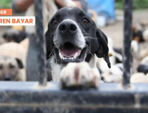 Sokak Hayvanları Teklifi Muhalefete Sunuldu: Popülasyon Engellenmezse Sağlıklı Köpekler de Uyutulacak