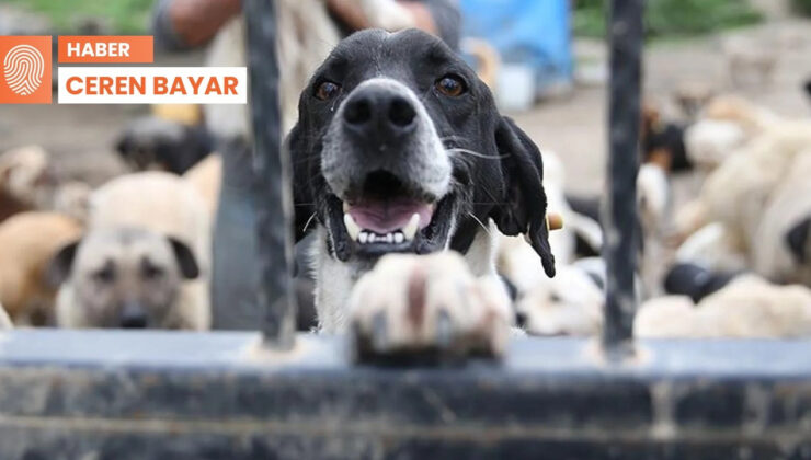 Sokak Hayvanları Teklifi Muhalefete Sunuldu: Popülasyon Engellenmezse Sağlıklı Köpekler de Uyutulacak