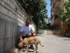 Sokak Köpeğine Şiddete Şahit Oldu, Üzerine Kayıtlı Olmadığı İçin Şikayetçi Olamadı