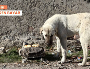 Sokak Köpekleri Teklifinde Kısmi Uzlaşı