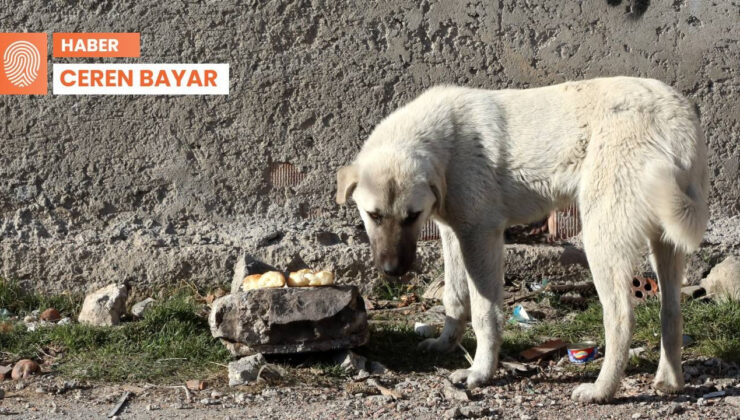 Sokak Köpekleri Teklifinde Kısmi Uzlaşı