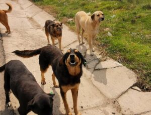 Sokak Köpekleri Uyutulacak Mı, Ötenazi Ne Demek? Sokak Hayvanları Yasası Son Durum