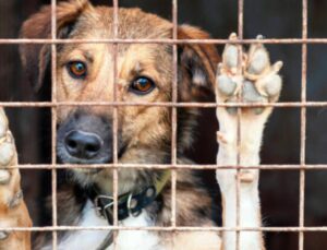 Sokak Köpeklerine ‘Ötanazi’ Tartışmalarına Neden Olan Düzenleme Maddeleşti: İnsanlık Tarihine Utançla Geçecek, Çocuklarınıza Kanlı Bir Miras Bıraktınız!