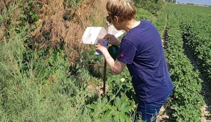 Söke’de Zararlı Sinek Tuzakları Kontrol Edildi