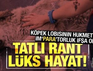 Sözde Köpek Seviciliğinin Gerisinde Tatlı Rant, Lüks Hayat!