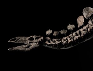 Stegosaurus Tipi Dinozor Fosili 44,6 Milyon Dolara Satıldı