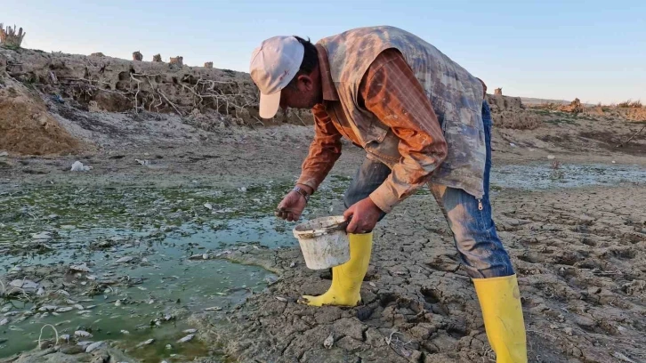 Su Düzeyi Düşen Barajdaki Yavru Balıkları Kovalarla Kurtarmaya Çalıştılar