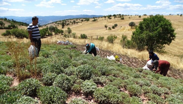 Susuz, Kurak Topraklarda Yetişiyor! Talep Görmüyor Ama Her Kedere Deva: Bedendeki Mikrobu Öldüren Bitki