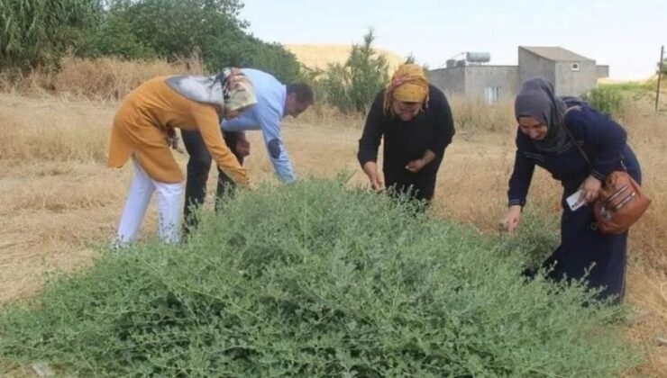 Tabiatta Kendi Kendine Yetişiyor, Yararı Saymakla Bitmiyor! Bir Kentin Geçim Kaynağı Oldu