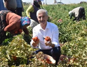 Tahmazoğlu Çiftçilerle Tarlada Domates, Topladı