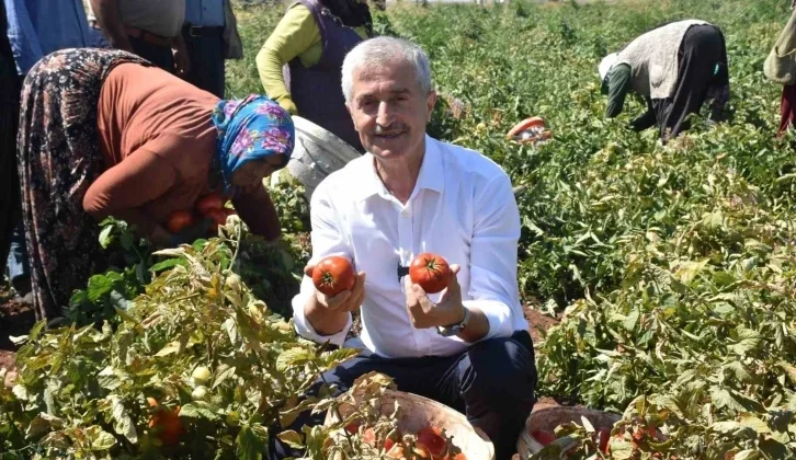 Tahmazoğlu Çiftçilerle Tarlada Domates, Topladı