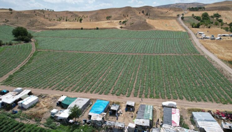 Tarım Personellerinin, Coğrafik İşaretli Çubuk Turşusu İçin Mesaisi Başladı