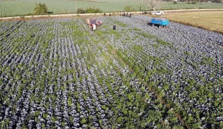 Tarımın Görünmeyen Kahramanı Samsun