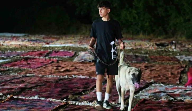 Tarlada Milyonluk Halı Nöbeti: Güneş Batınca Başlıyor, Doğunca Bitiriyorlar