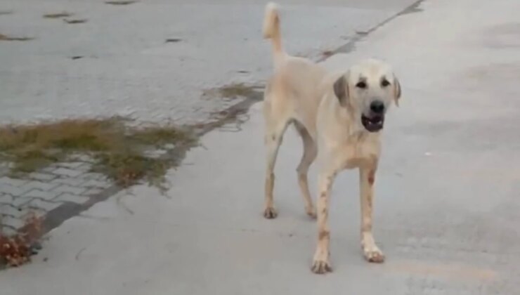 Tarsus’ta Sokak Köpekleri Tarafından Saldırıya Uğrayan Genç Yaralandı