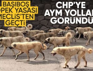 TBMM’den Geçen Sokak Köpeği Düzenlemesi İçin CHP, AYM’ye Gidiyor