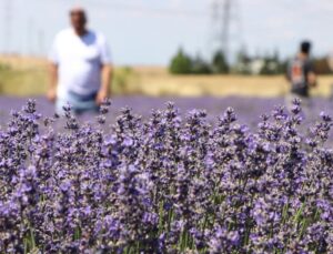 Tekirdağ’da Lavanta Bahçeleri Turizme Önemli Katkı Sunuyor