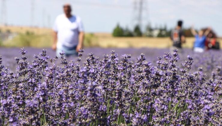 Tekirdağ’da Lavanta Bahçeleri Turizme Önemli Katkı Sunuyor