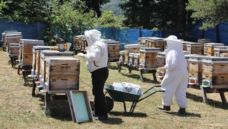 Tescilli Sinop Kestane Balında Bu Yıl Kovan Başına 15 Kilogram Bal Bekleniyor