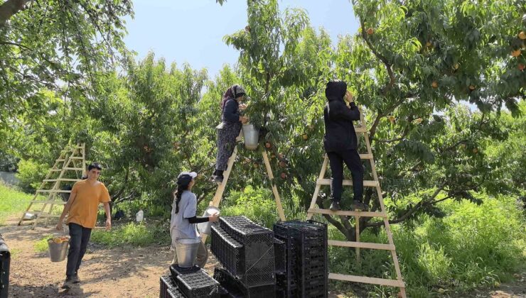 Tescilli Bursa Şeftalisi Hasadı Başladı