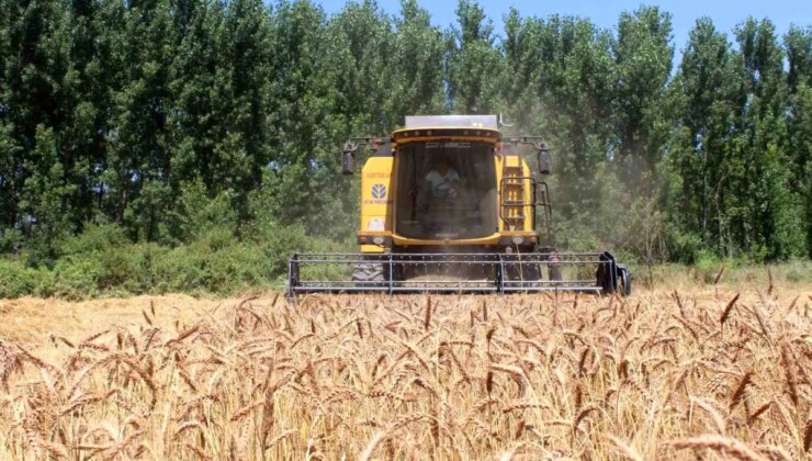 Tokat’ın Pazar İlçesinde Yerli ve Milli Tohumlar Ekildi